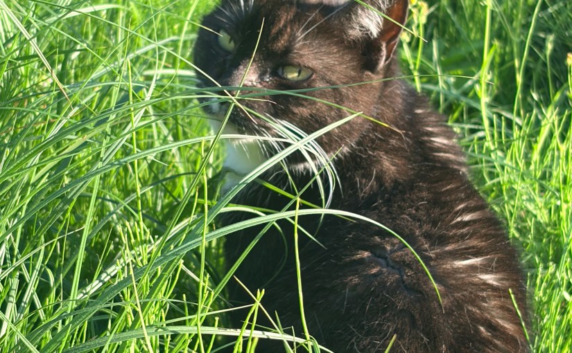 Journal images|Un royaume d&rsquo;herbes&nbsp;folles